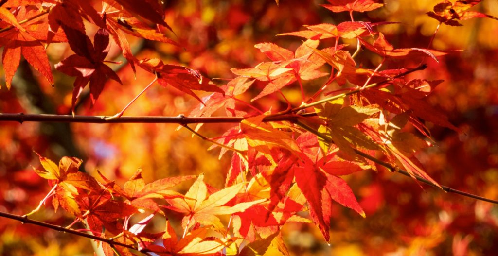 Read more about the article Why an Antioxidant Serum Matters More During South Africa’s “Digital Autumn”